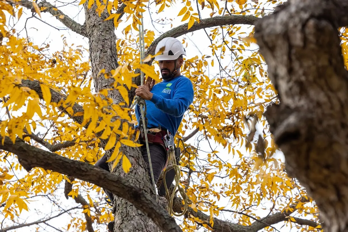 Skilled Tree Planing crew working in Pulaski