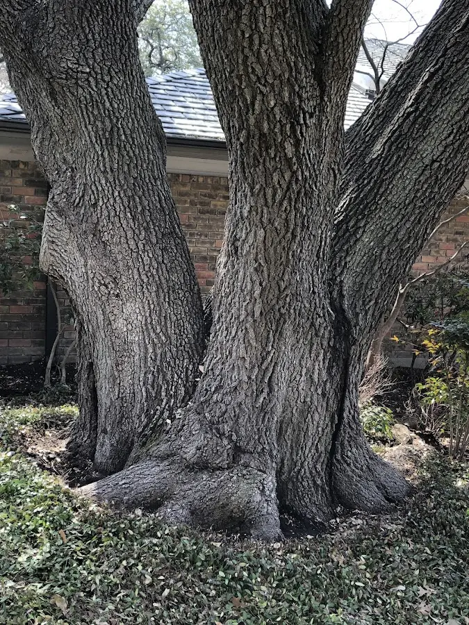 Mature heritage tree close to a Pulaski property cared for by certified arborists
